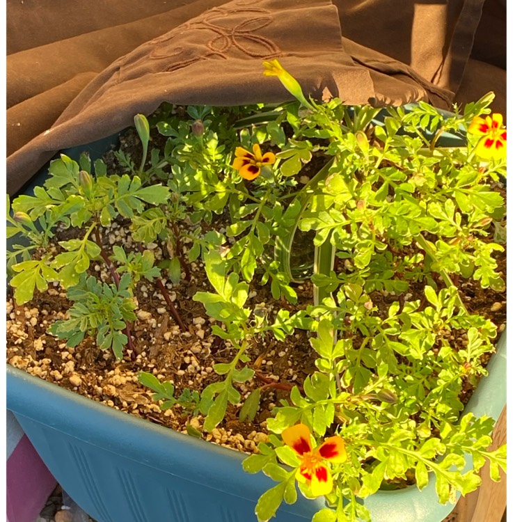 plant image 1554470
