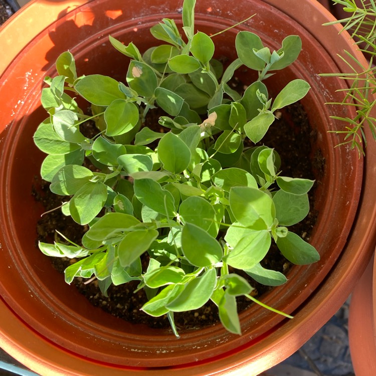 plant image 1554920 plant image 1554920