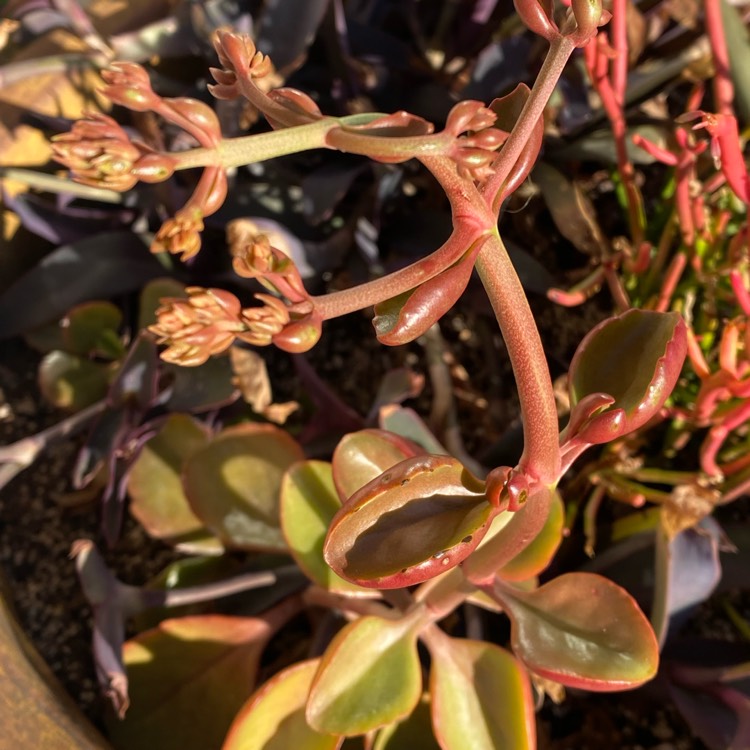 plant image 1554930