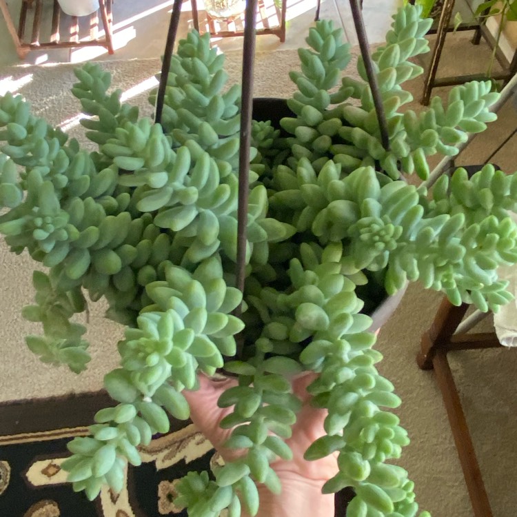 plant image 1556255 plant image 1556255