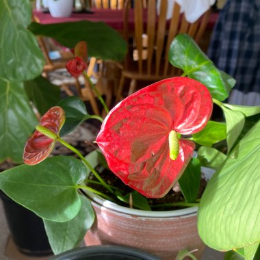 Anthurium (Andraeanum Group) 'Rijn200679' syn. Anthurium 'Princess Ariane Pride'