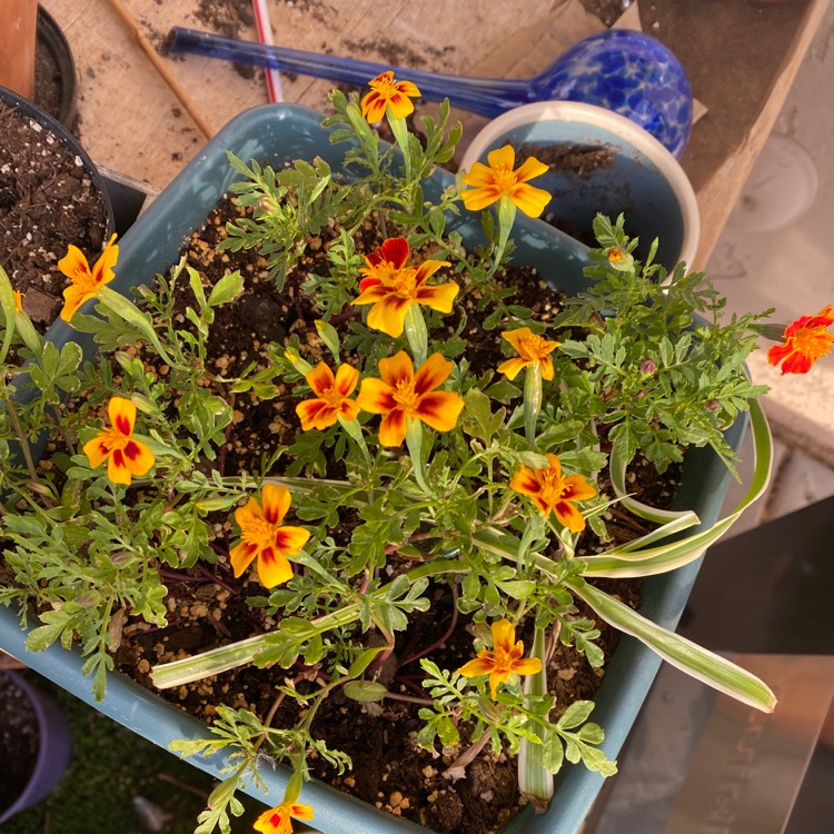 plant image 1557193