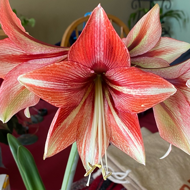 Plant image Hippeastrum 'Glee'