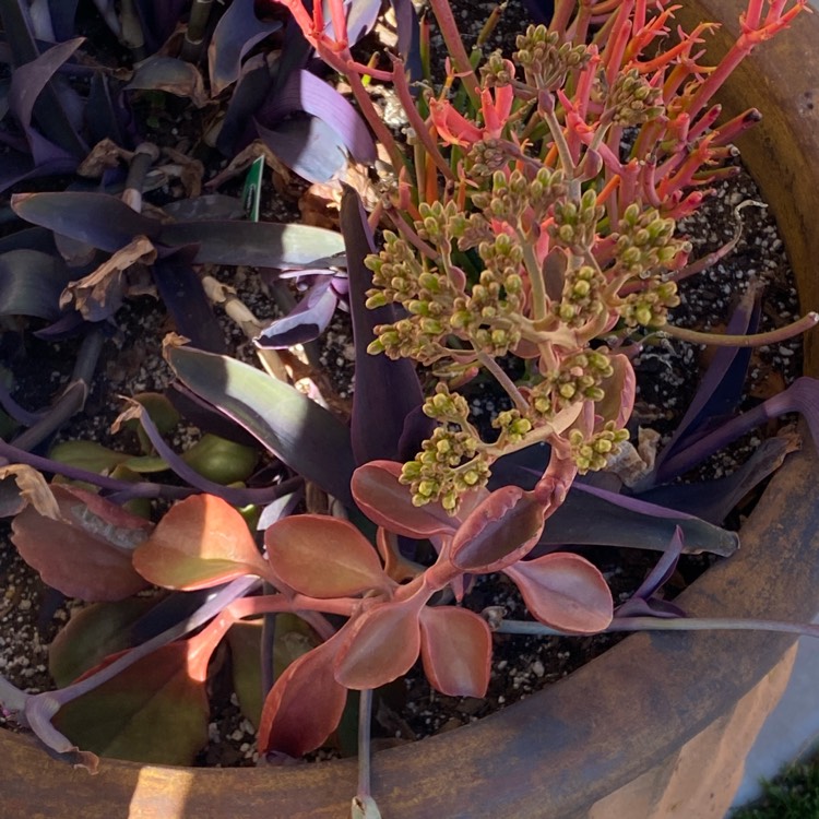 plant image 1560186