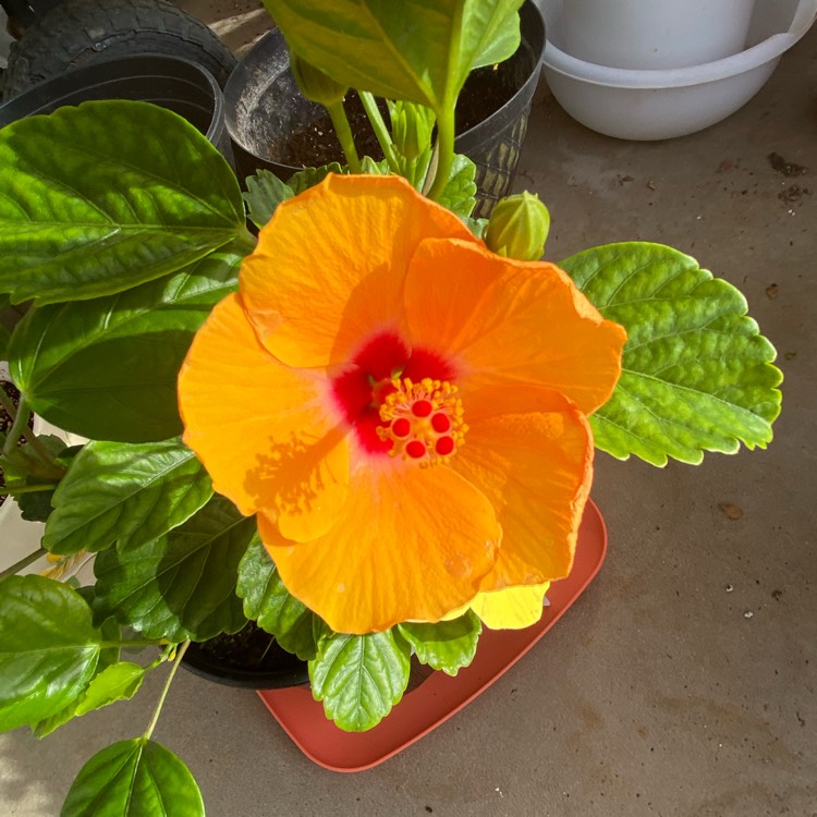 plant image 1569134 plant image 1569134