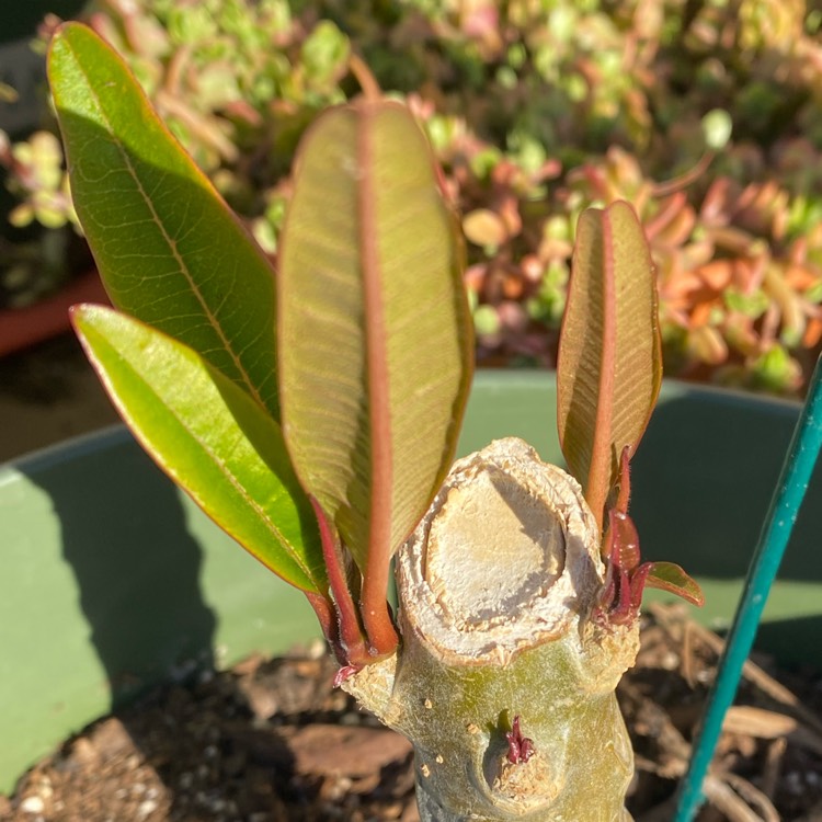 plant image 1570143 plant image 1570143