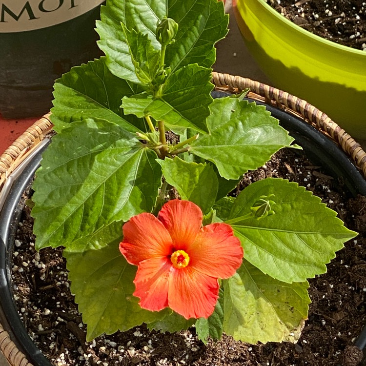 plant image 1570677 plant image 1570677