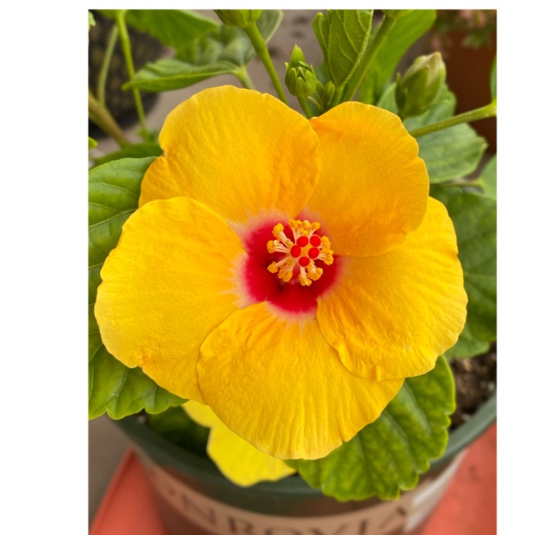 plant image 1571494 plant image 1571494
