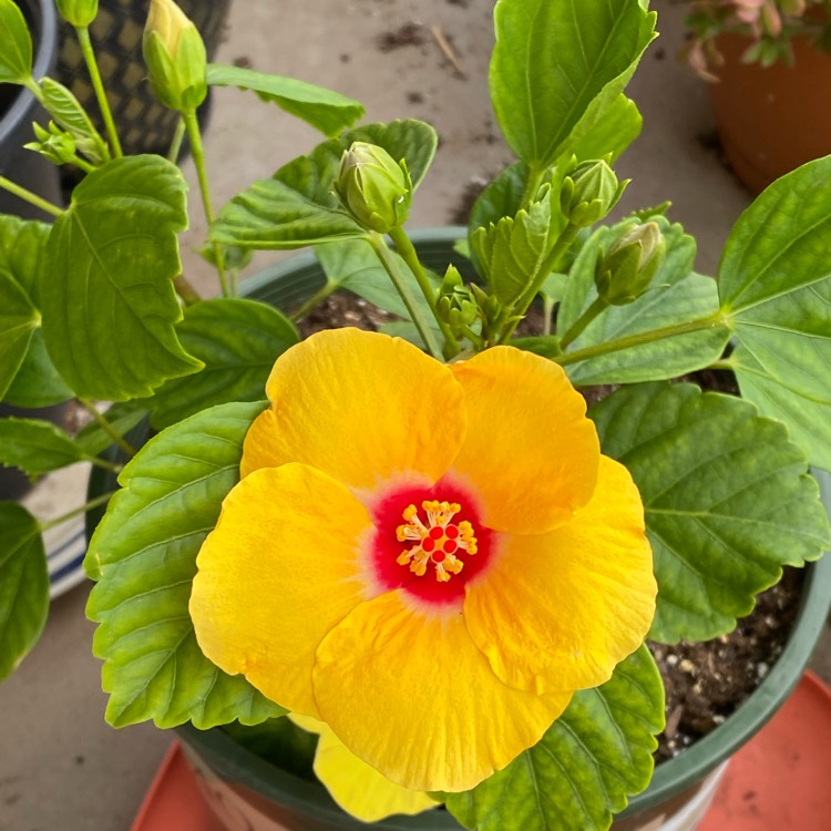 plant image 1571495 plant image 1571495