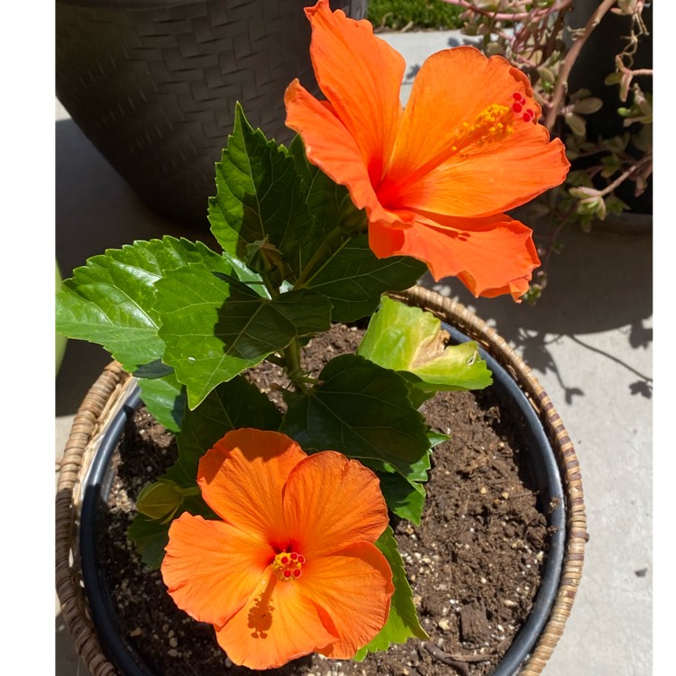 plant image 1573623 plant image 1573623