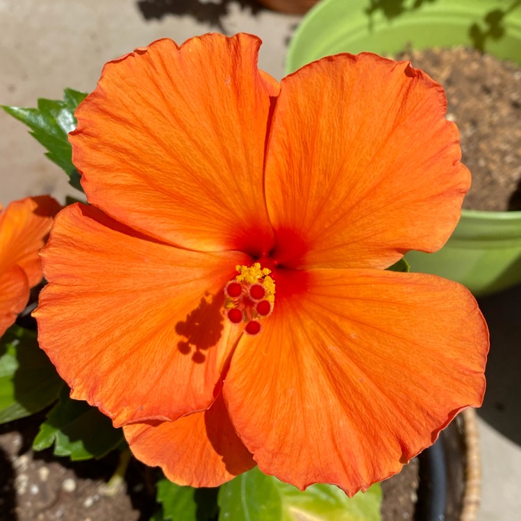plant image 1573624 plant image 1573624