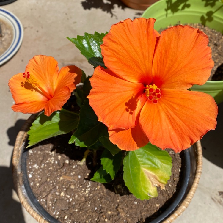plant image 1573625 plant image 1573625