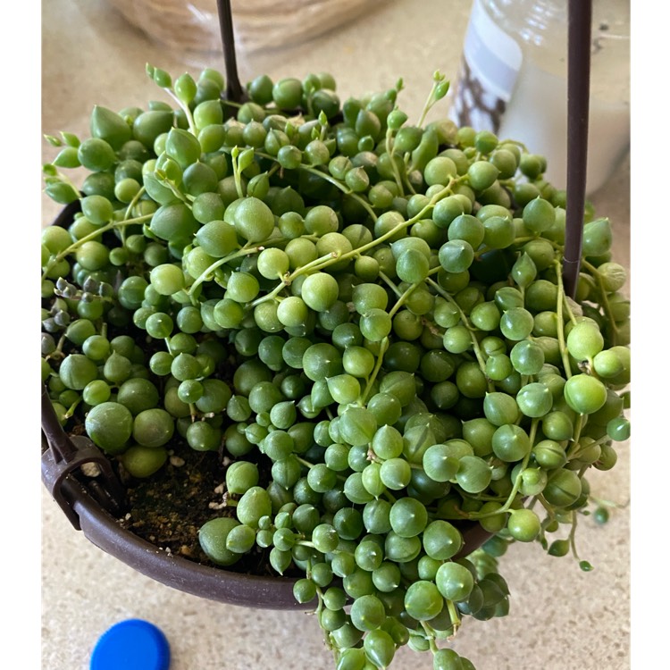 plant image 1573630 plant image 1573630
