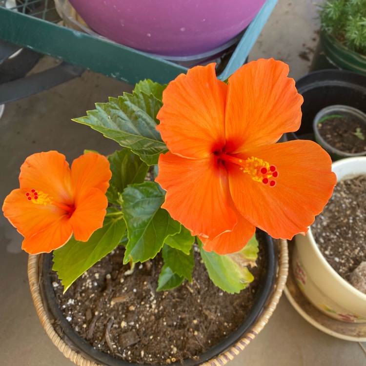 plant image 1574060 plant image 1574060