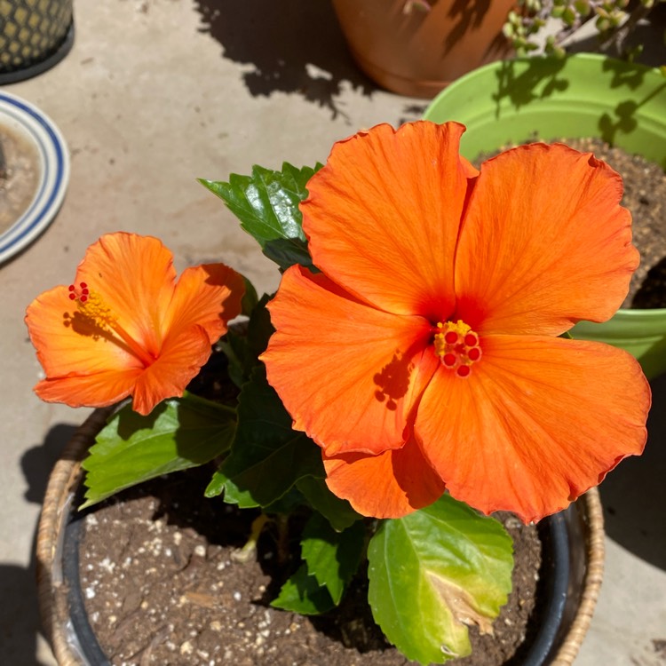 plant image 1574061 plant image 1574061