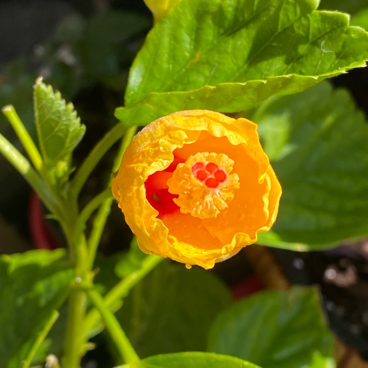plant image 1574981 plant image 1574981