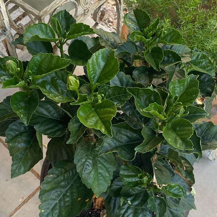 plant image 1582540