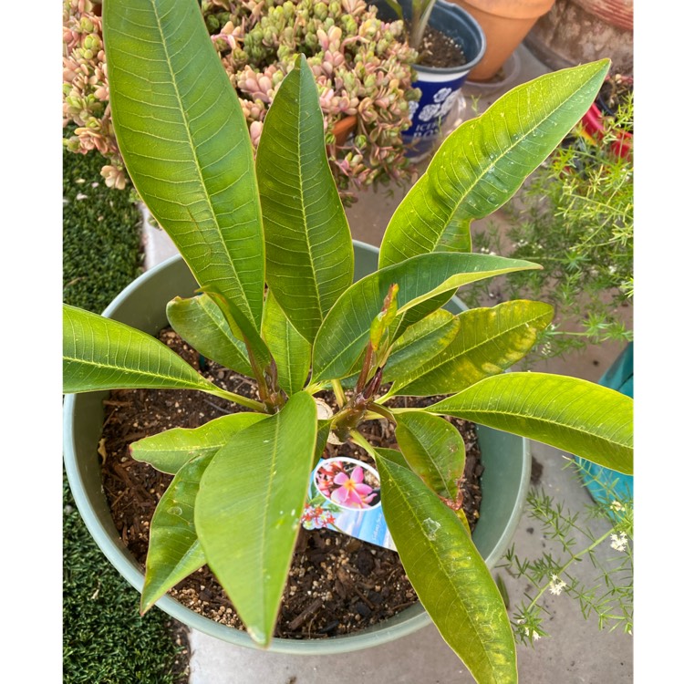 plant image 1582807 plant image 1582807