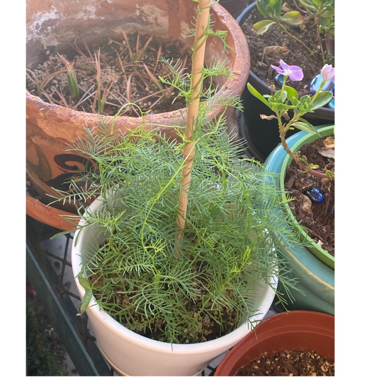 plant image 1582809