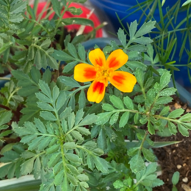 plant image 1582811