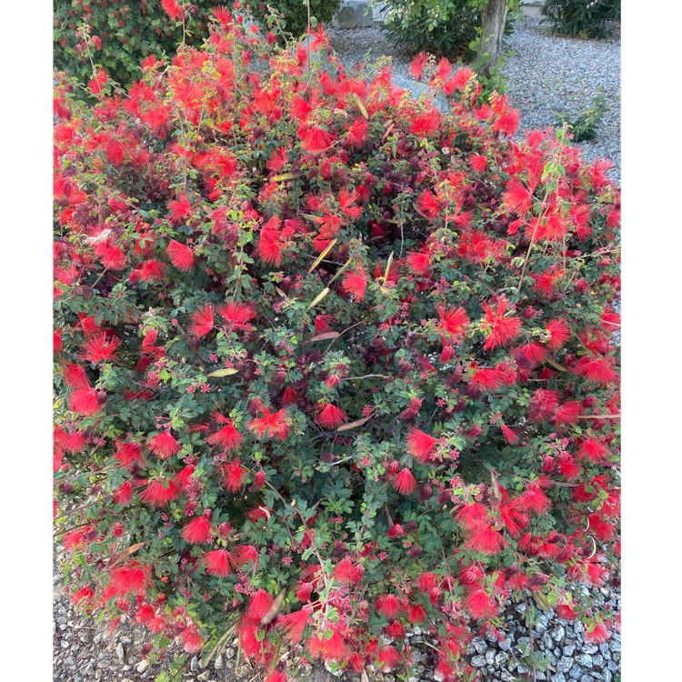 plant image 1583136 plant image 1583136
