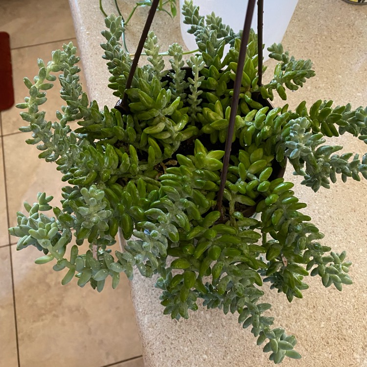plant image 1586954 plant image 1586954