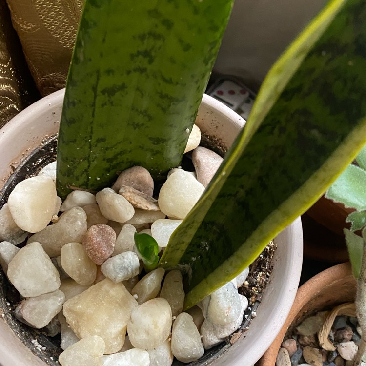 plant image 1594444