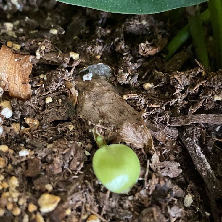 plant image 1601714
