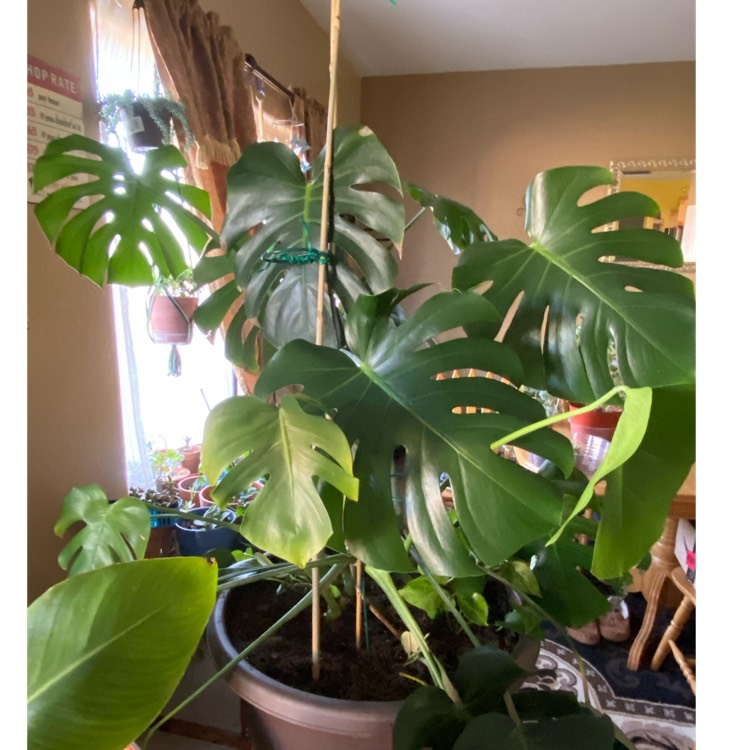 plant image 1605923 plant image 1605923