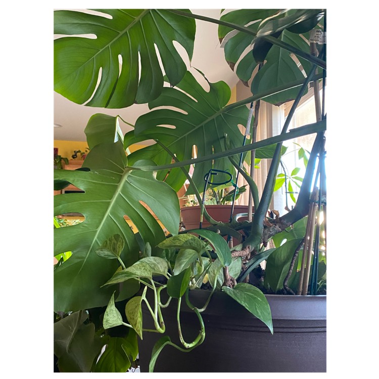 plant image 1605929 plant image 1605929