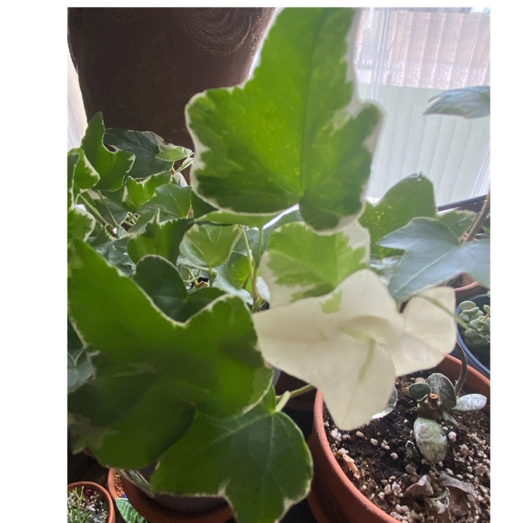 plant image 1611691