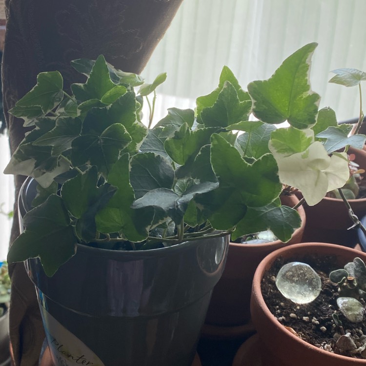 plant image 1611692