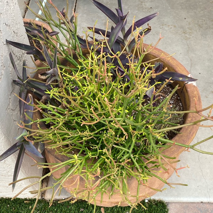 plant image 1617993 plant image 1617993