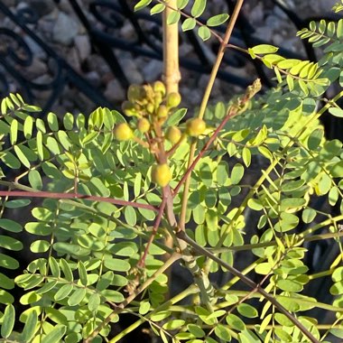 Caesalpinia pulcherrima syn. Caesalpinia lutea