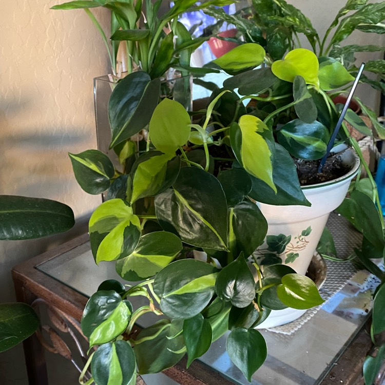 plant image 1621590