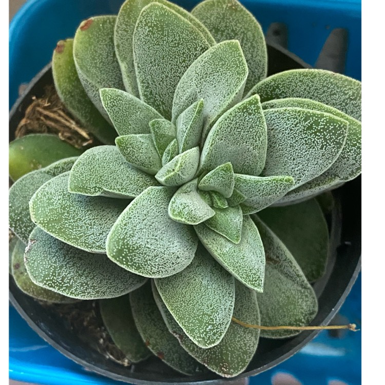 plant image 1623726 plant image 1623726