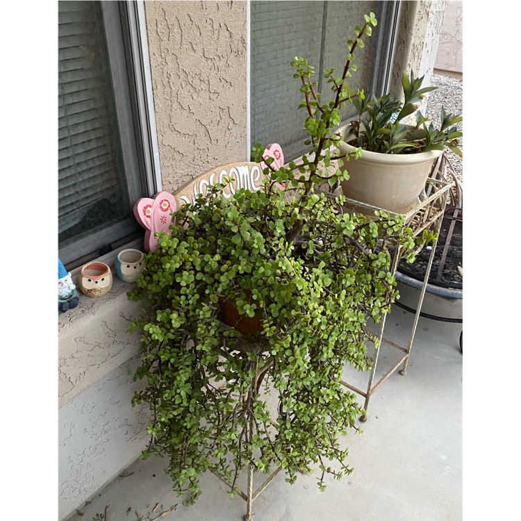 plant image 1625756 plant image 1625756