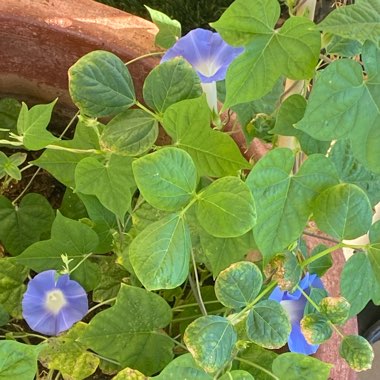 Ipomoea