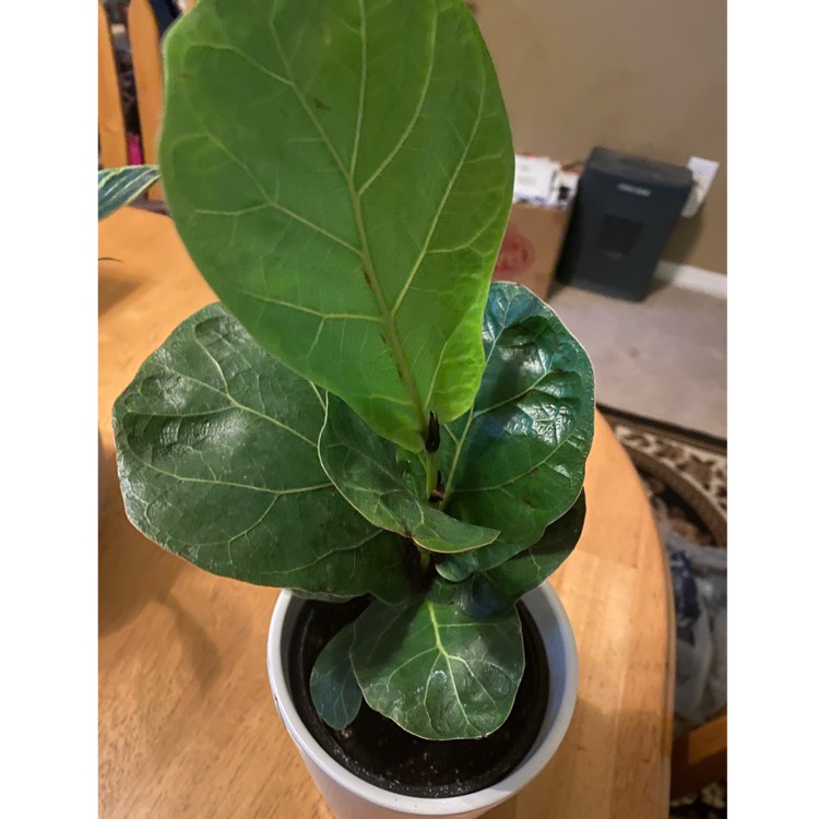 Plant image Ficus Lyrata Bambino