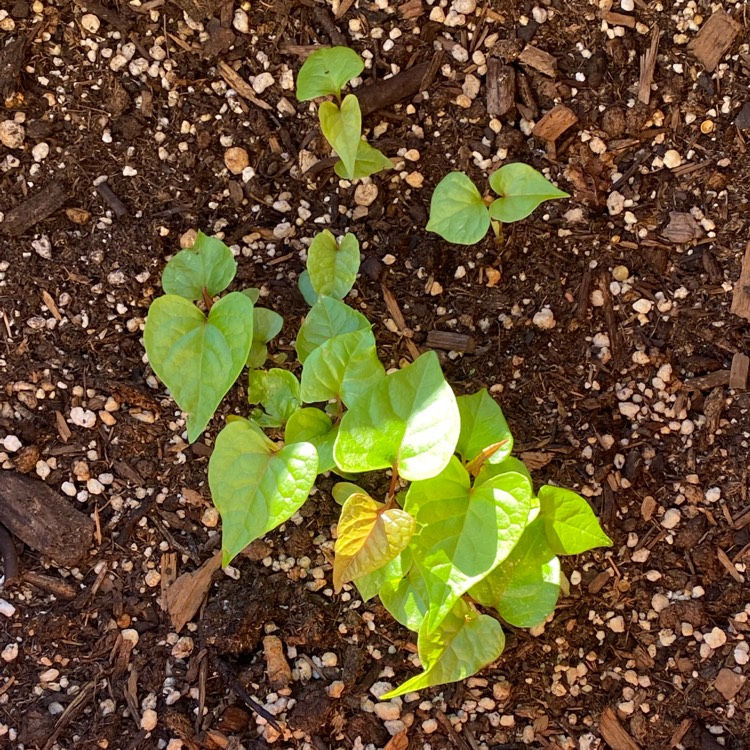 plant image 1633540 plant image 1633540