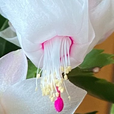 Schlumbergera truncata