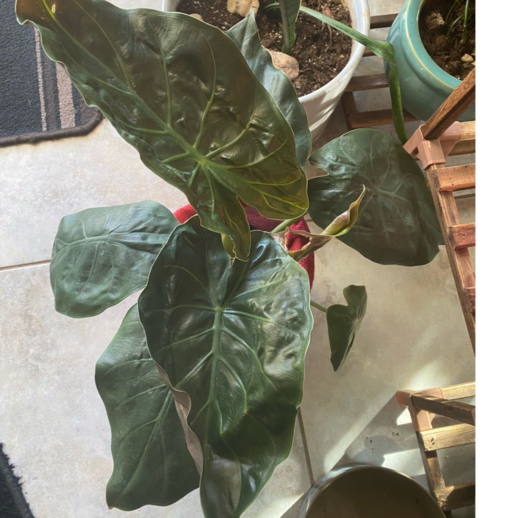 plant image 1641564 plant image 1641564
