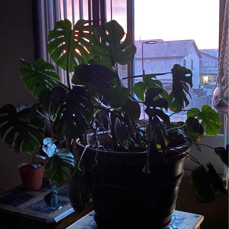 plant image 1645310 plant image 1645310