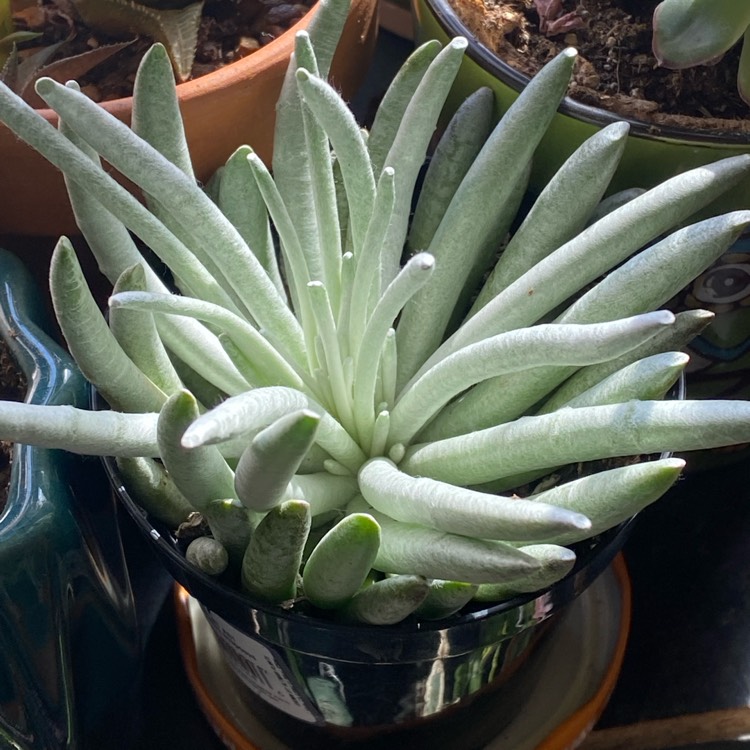 plant image 1647149