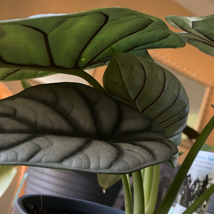 plant image 1648142
