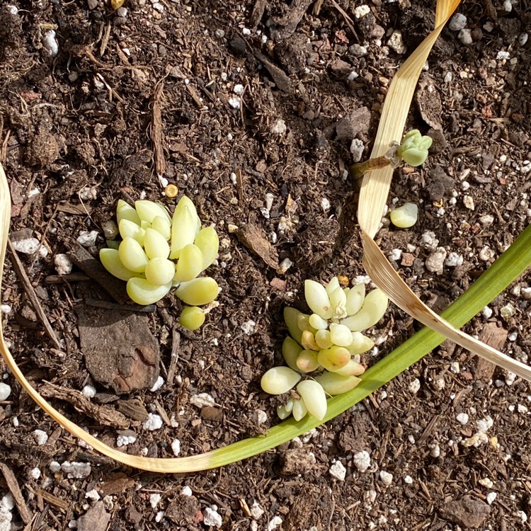 plant image 1648153 plant image 1648153