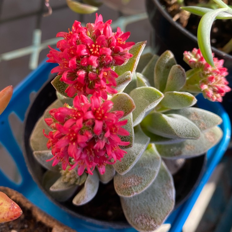 plant image 1648895 plant image 1648895
