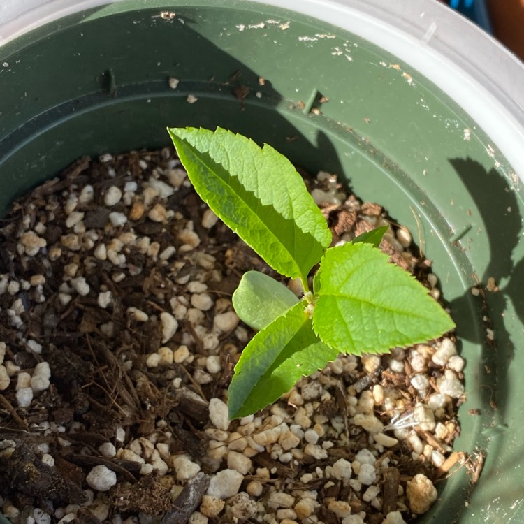 plant image 1652292