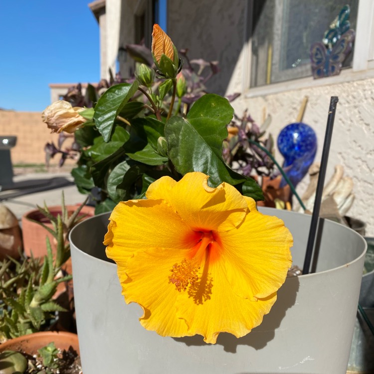 plant image 1655628 plant image 1655628