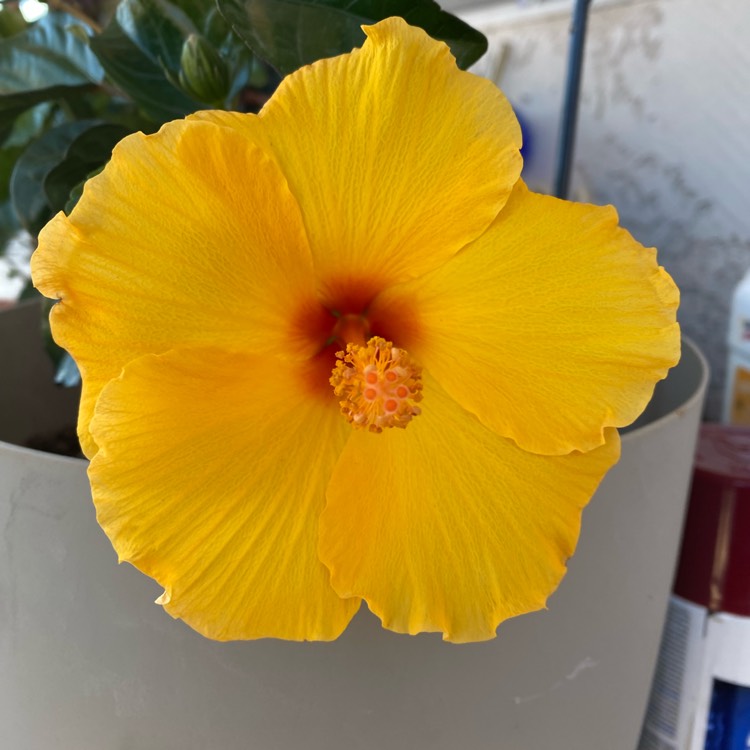 plant image 1655786 plant image 1655786